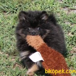 Sağlıklı Pomeranian Yavruları 3