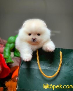 Sağlıklı Ve Irk Garantili TEDYBEAR Kızımız ‘HARİBO’ 2