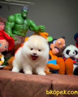 Sağlıklı Ve Irk Garantili TEDYBEAR Kızımız ‘HARİBO’ 3