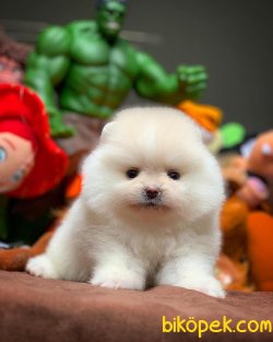 Sağlıklı Ve Irk Garantili TEDYBEAR Kızımız ‘HARİBO’ 4