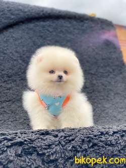 Şahane Güzellikte Dişi Teddy Bear POMERANİAN BOO Yavrumuz 3