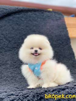 Şahane Güzellikte Dişi Teddy Bear POMERANİAN BOO Yavrumuz 4