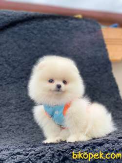 Şahane Güzellikte Dişi Teddy Bear POMERANİAN BOO Yavrumuz 2