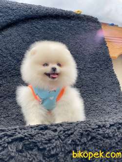 Şahane Güzellikte Dişi Teddy Bear POMERANİAN BOO Yavrumuz 1