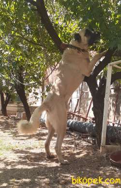 Sahibinden Dev Kangal 2