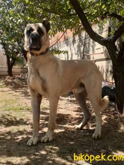 Sahibinden Dev Kangal 1