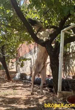 Sahibinden Dev Kangal 3