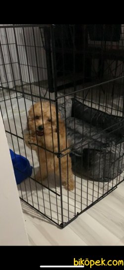 SAHİBİNDEN DİŞİ RED TOY POODLE 5