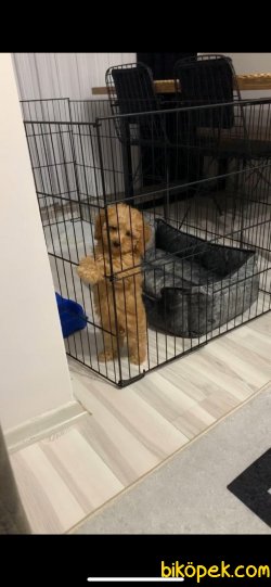 SAHİBİNDEN DİŞİ RED TOY POODLE 4