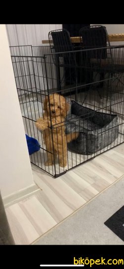 SAHİBİNDEN DİŞİ RED TOY POODLE 2