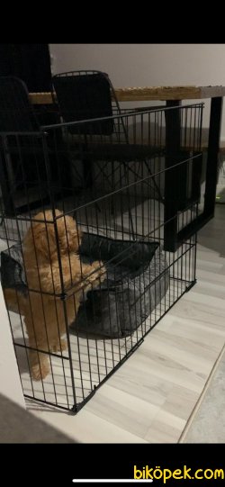 SAHİBİNDEN DİŞİ RED TOY POODLE 3