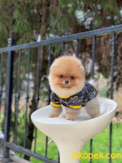 Sahibinden Orjinal Pomeranian Boo 60 Günlük 4