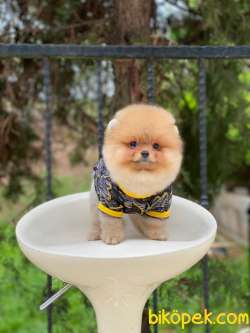Sahibinden Orjinal Pomeranian Boo 60 Günlük 1