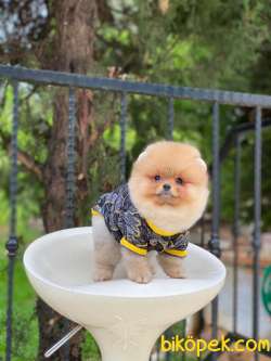 Sahibinden Orjinal Pomeranian Boo 60 Günlük 2