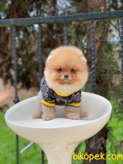Sahibinden Orjinal Pomeranian Boo 60 Günlük 3