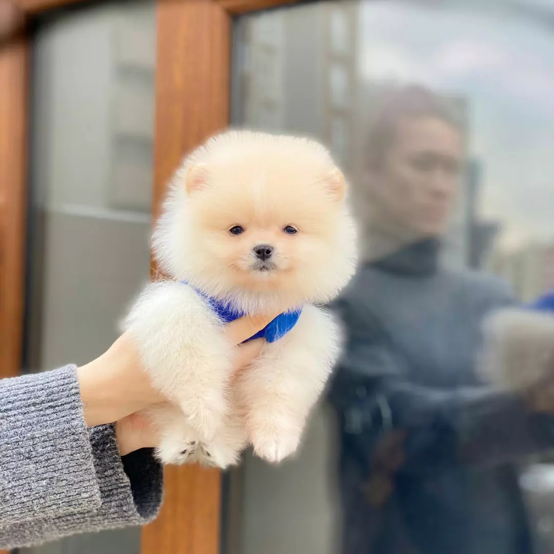 Sahibinden Orjinal Pomeranian Boo 60 Günlük 4