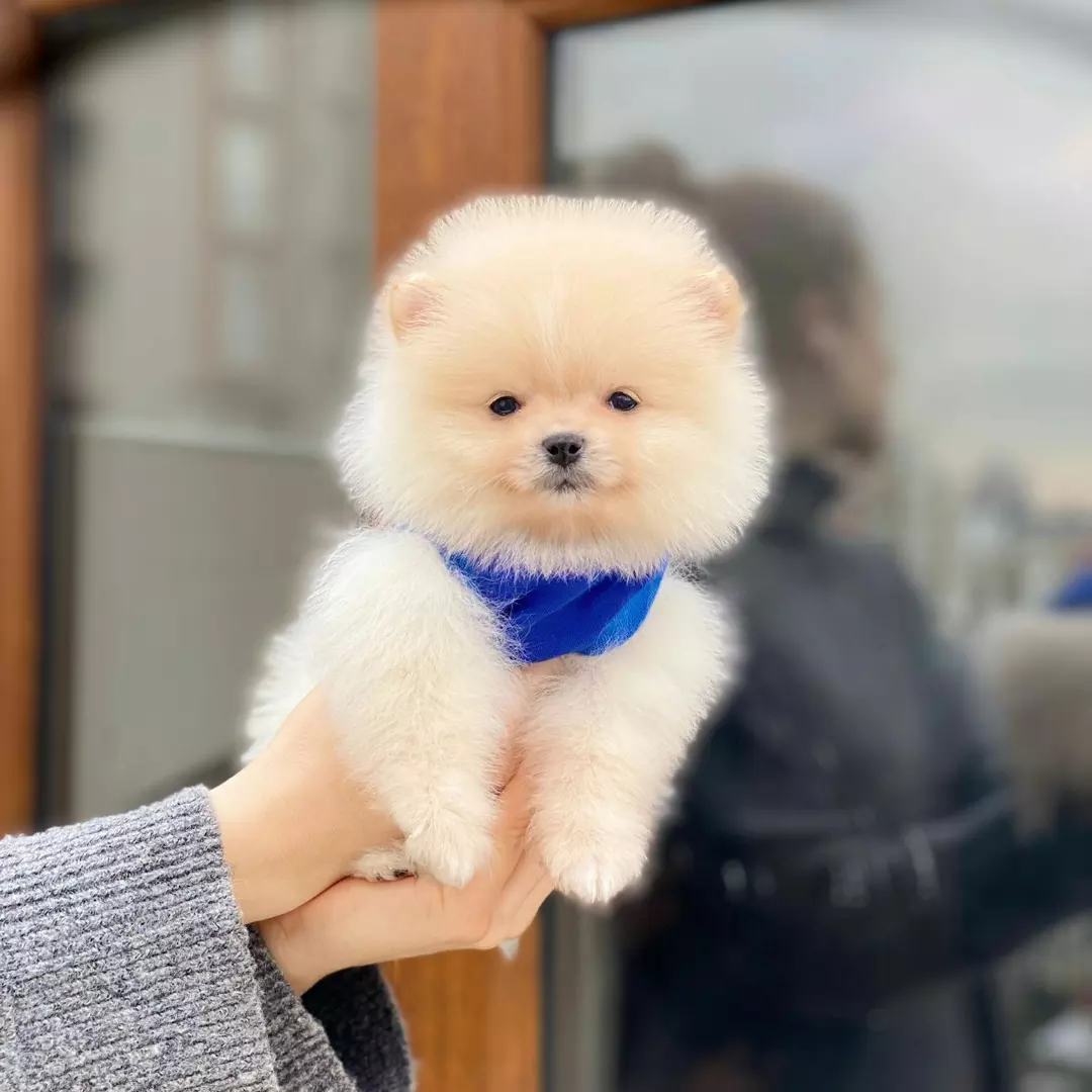 Sahibinden Orjinal Pomeranian Boo 60 Günlük 1