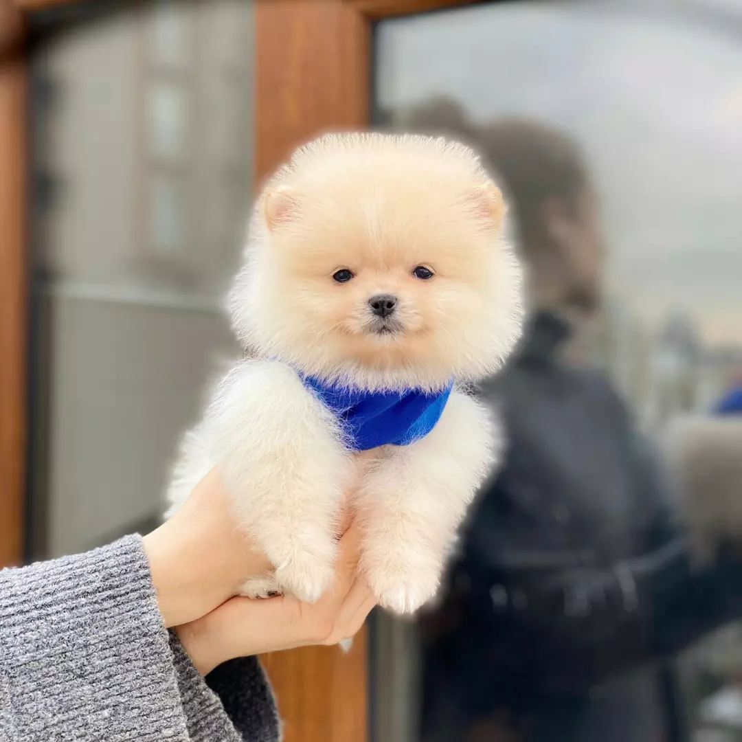 Sahibinden Orjinal Pomeranian Boo 60 Günlük 3