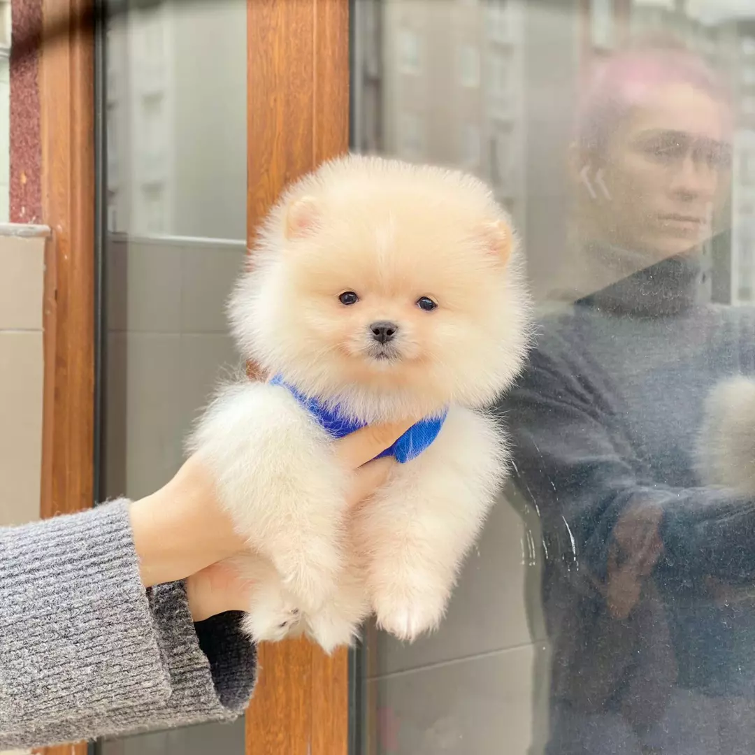 Sahibinden Orjinal Pomeranian Boo 60 Günlük 2
