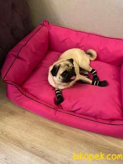 Sahibinden Pug 1