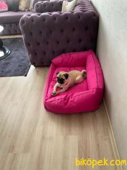 Sahibinden Pug 2