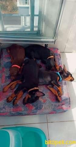 Sahibinden Safkan Erkek Doberman Pinscher Yavrular 5