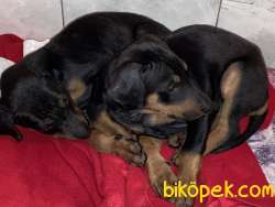 Sahibinden Safkan Erkek Doberman Pinscher Yavrular 1