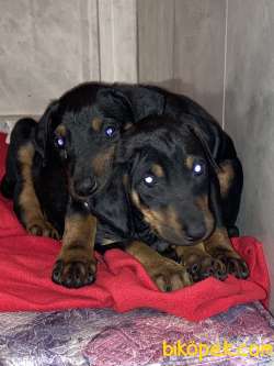 Sahibinden Safkan Erkek Doberman Pinscher Yavrular 2