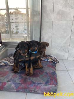 Sahibinden Safkan Erkek Doberman Pinscher Yavrular 3