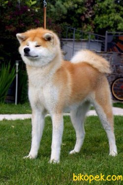 SAHİBİNDEN SCR Lİ MİCROCHİP Lİ JAPON AKİTA İNU YAVRULARI 5