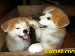SAHİBİNDEN SCR Lİ MİCROCHİP Lİ JAPON AKİTA İNU YAVRULARI 1