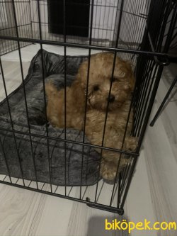 Sahibinden Toy Poodle 1
