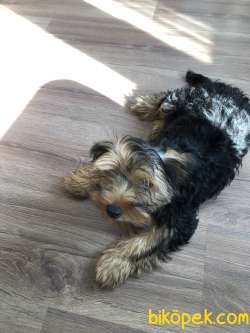 Sahibinden Yorkshire Terrier 3