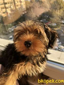 Sahibinden Yorkshire Terrier 2