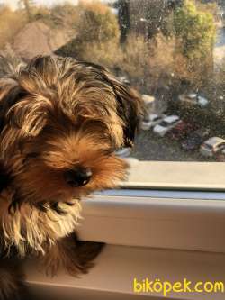 Sahibinden Yorkshire Terrier 1