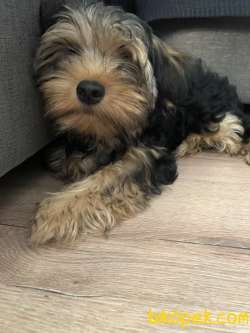 Sahibinden Yorkshire Terrier 5