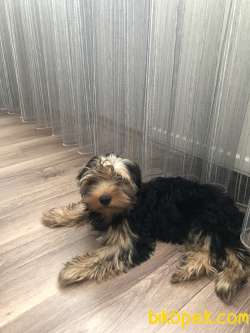 Sahibinden Yorkshire Terrier 3