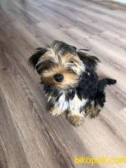 Sahibinden Yorkshire Terrier 4