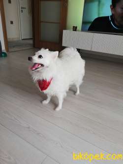 Sahiplendirilecek Beyaz  Spitz 5