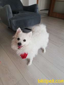 Sahiplendirilecek Beyaz  Spitz 2