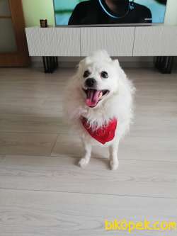 Sahiplendirilecek Beyaz  Spitz 4