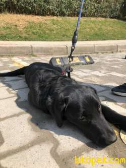 Sahiplendirme Labrador Retriever 2