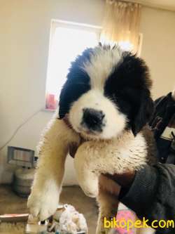Saint Bernard Yavrular 1