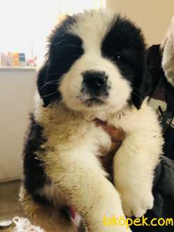 Saint Bernard Yavrular 3