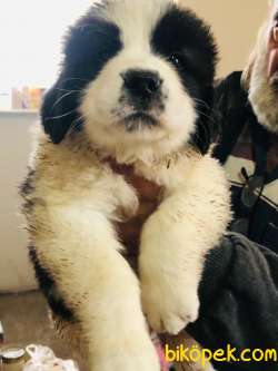 Saint Bernard Yavrular 2