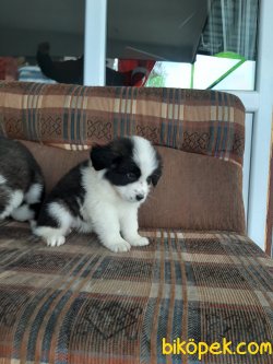 Saint Bernard Yavruları 3