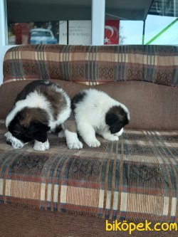 Saint Bernard Yavruları 1