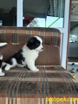 Saint Bernard Yavruları 4