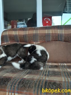 Saint Bernard Yavruları 2