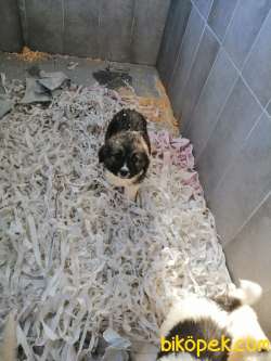 SAINT BERNARD YAVRULARI 2